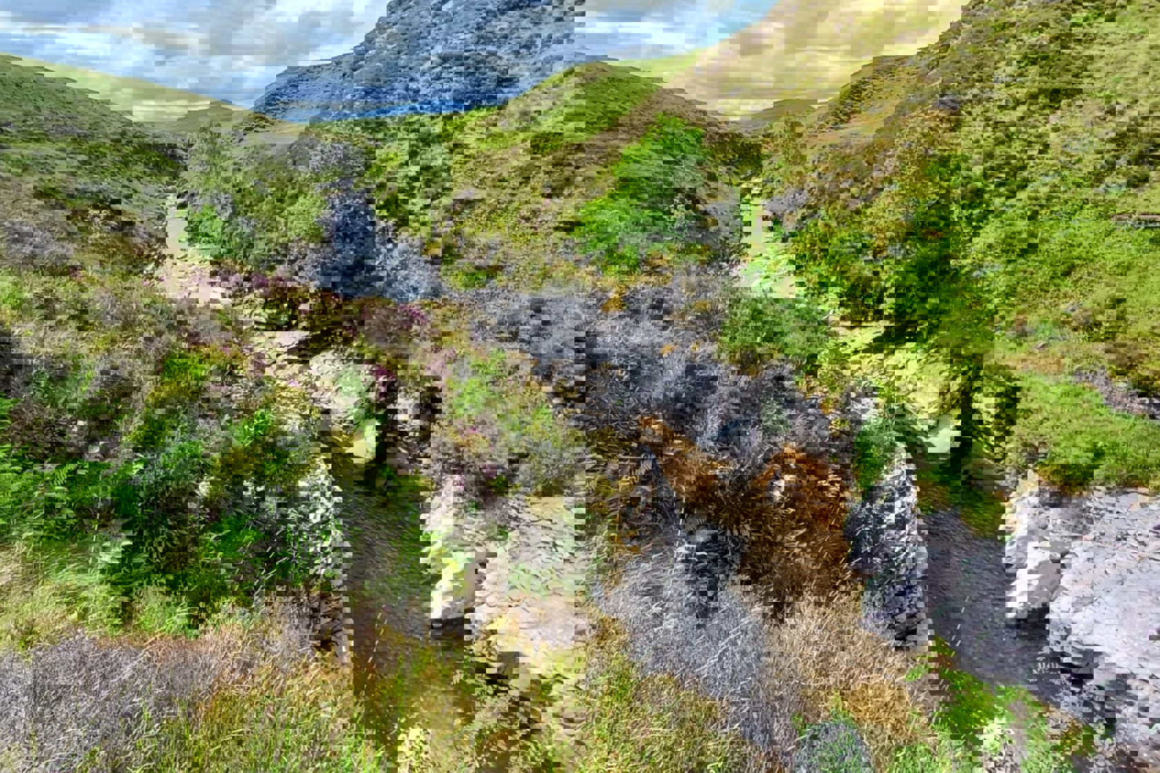 Umbraco.Cms.Core.Models.MediaWithCrops`1[Website.Models.Image]