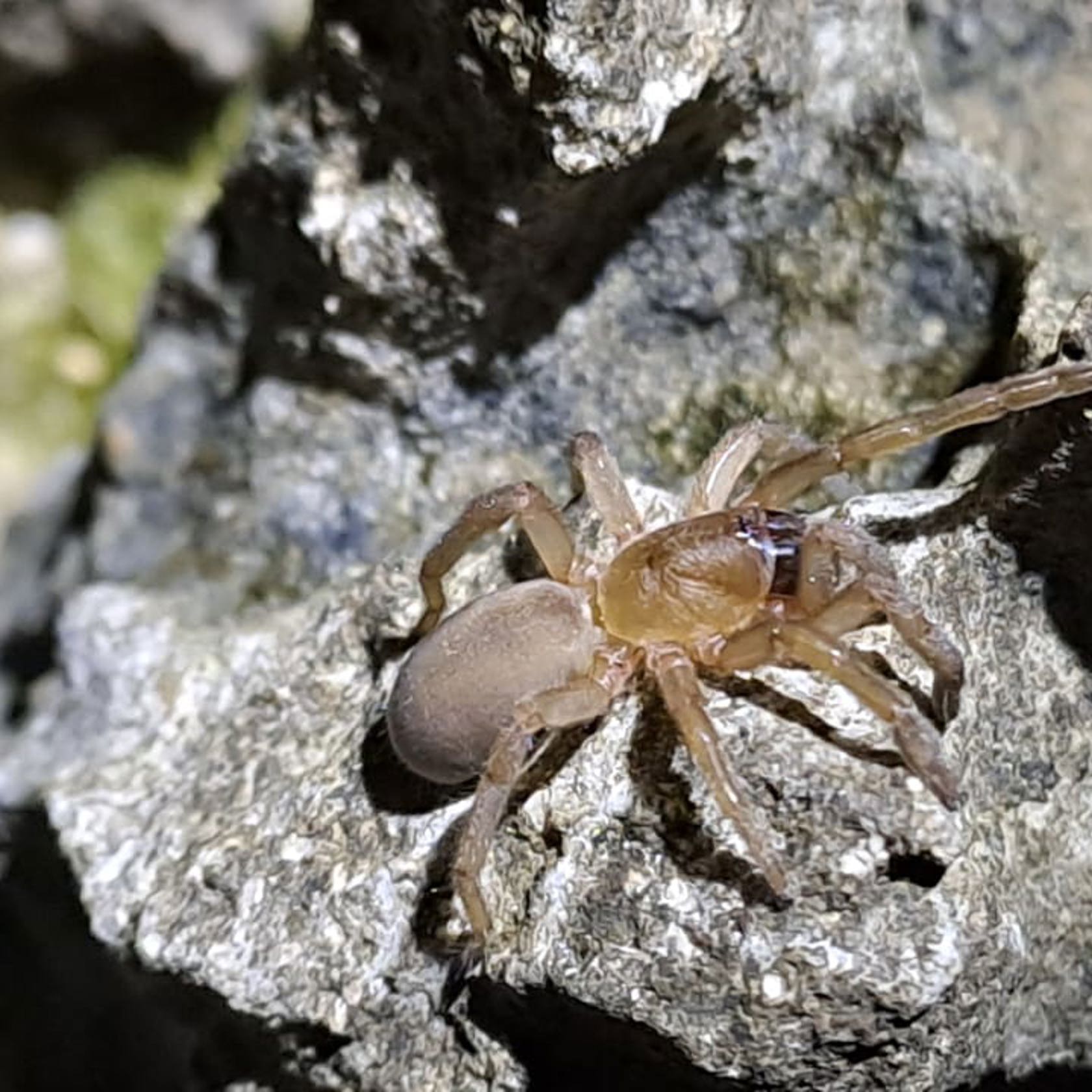 Trapdoor Spider 05