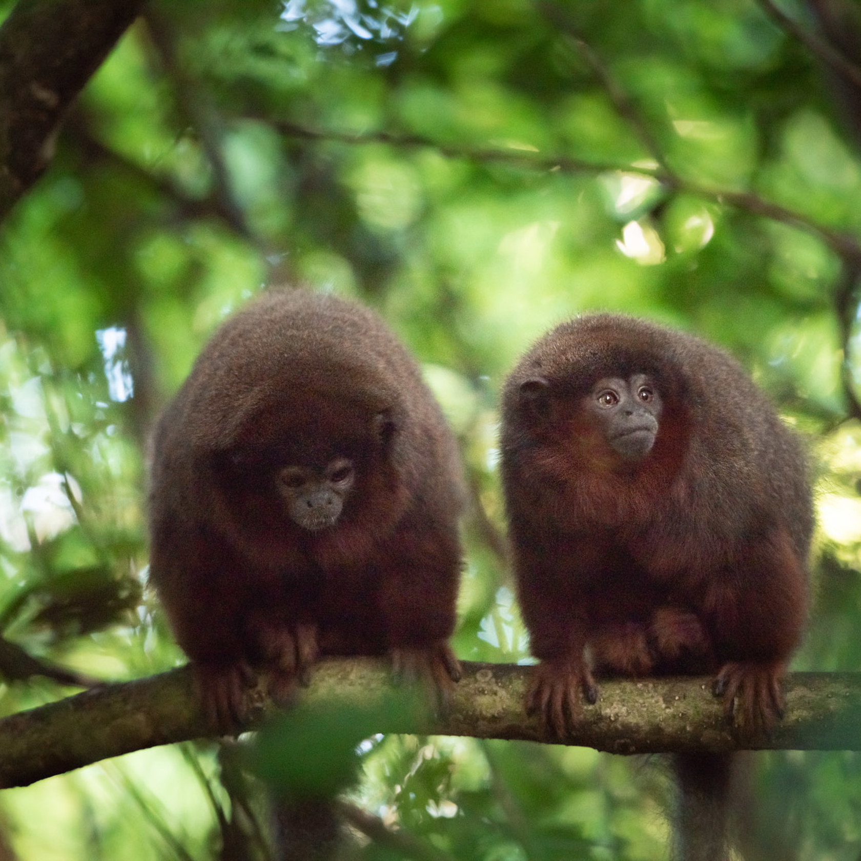 Coppery Titi Monkey 2021 01