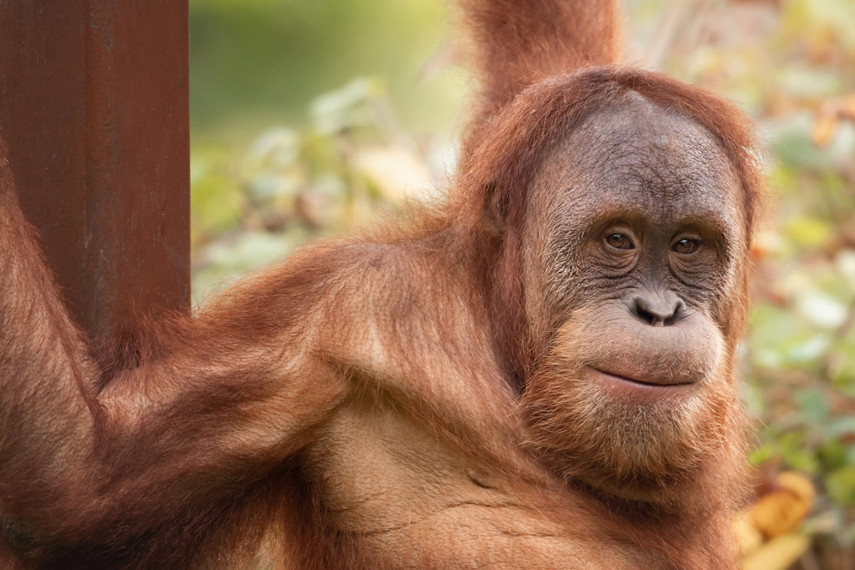 Sumatran Orangutan at Jersey Zoo