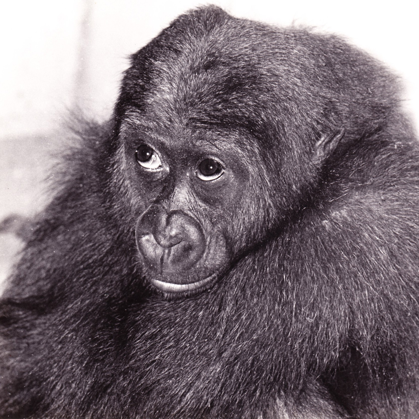 Nandi 0001