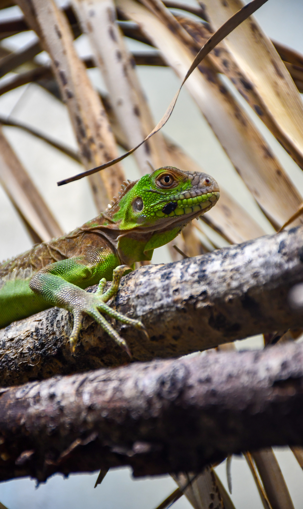 Lesser Antillean Iguana Young July 20241 (1)