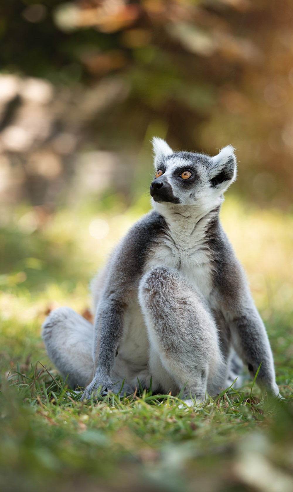 Ring Tailed Lemur relaxing at Jersey Zoo