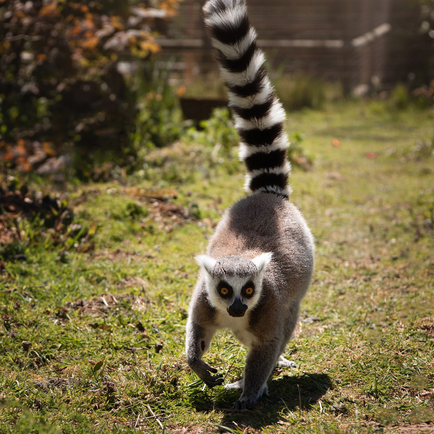 Ring Tailed Lemur running at Jersey Zoo