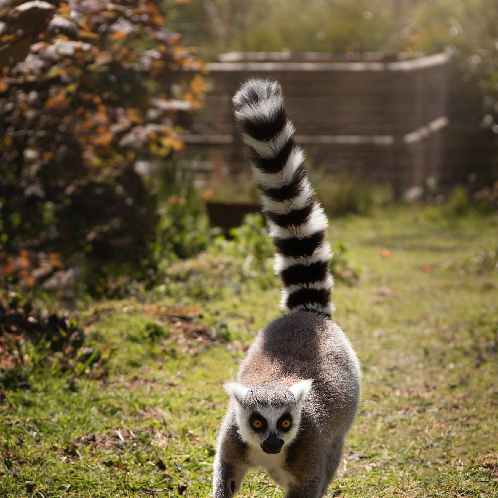 Ring Tailed Lemur running at Jersey Zoo