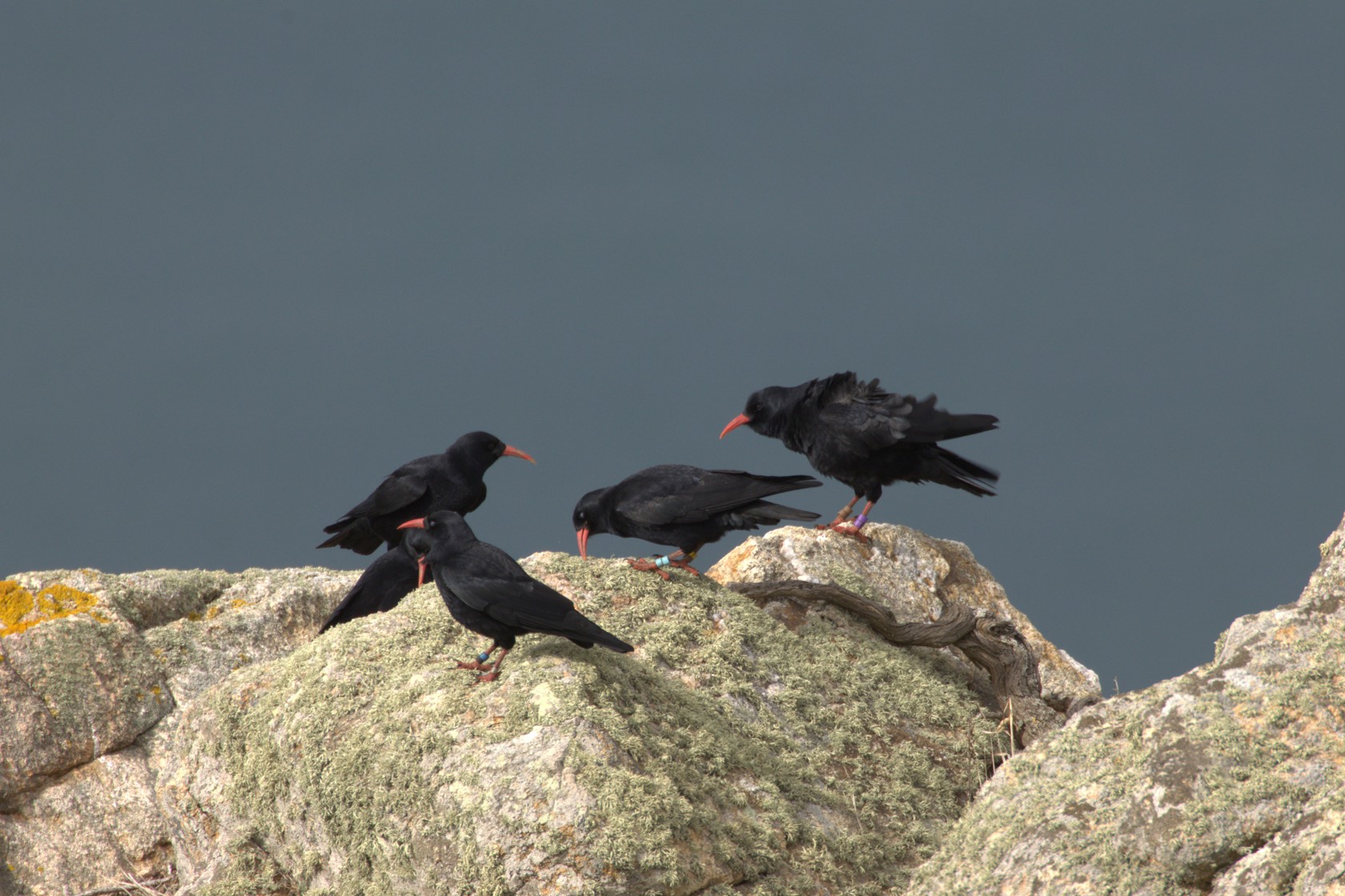 Choughs At Les Landes. Photograph By David M Siouville