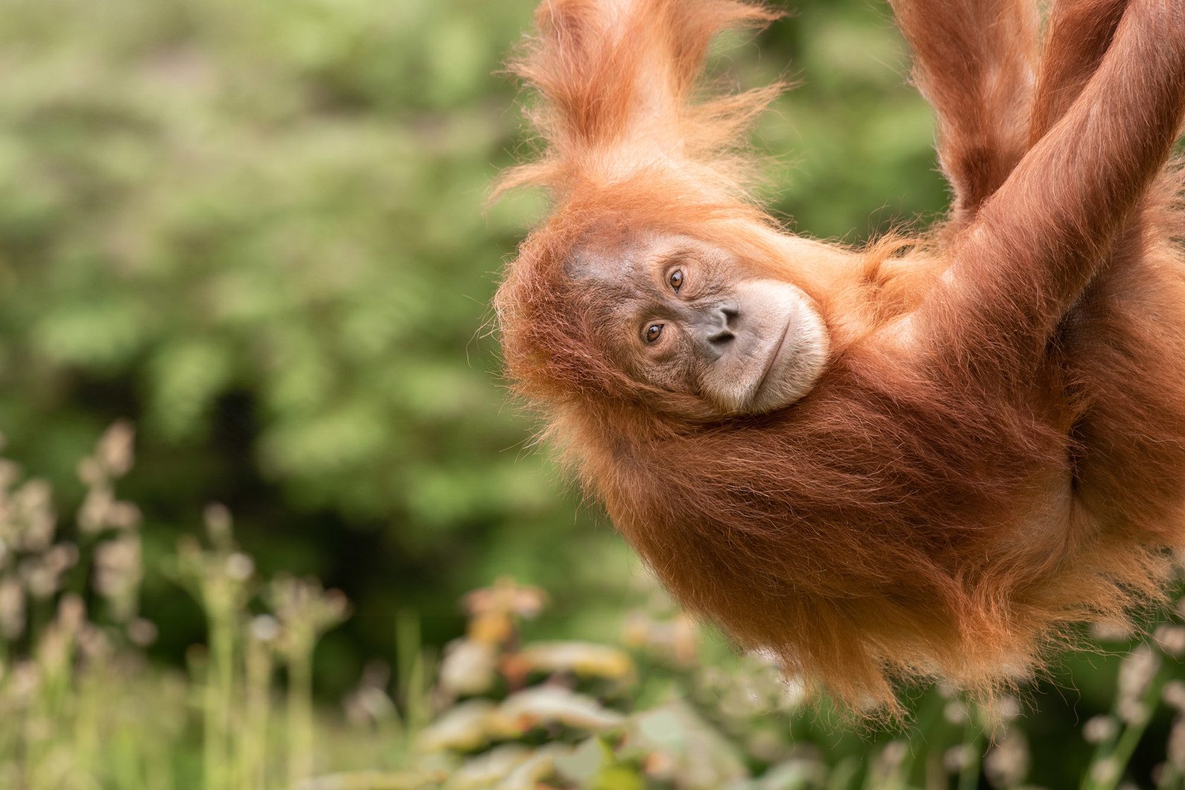 Sumatran Orangutan at Jersey Zoo