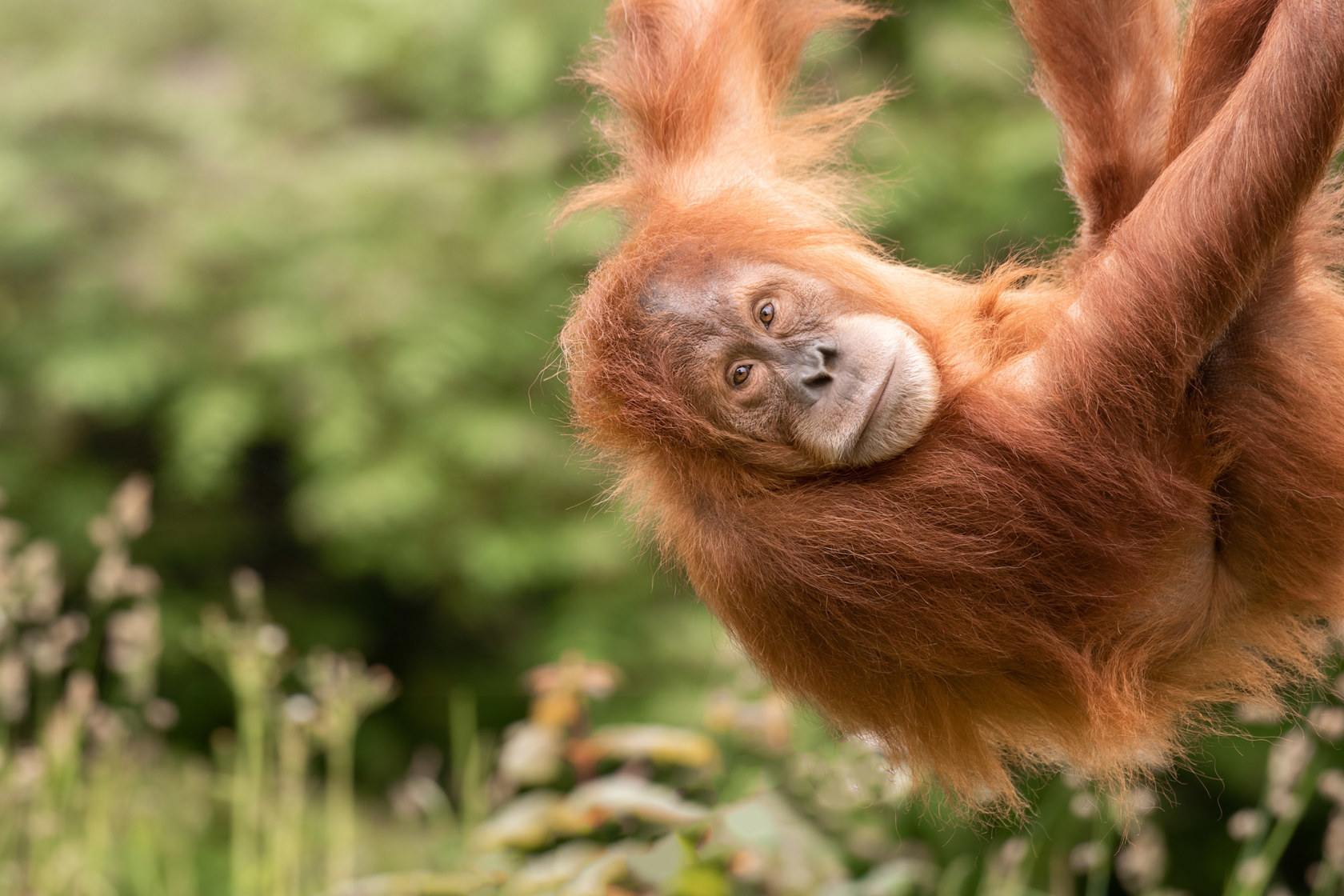 Sumatran Orangutan at Jersey Zoo