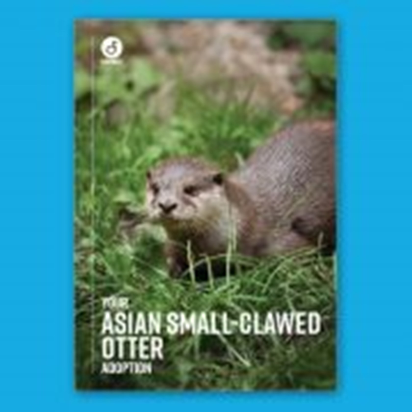Digital Adoption - Asian small-clawed otters