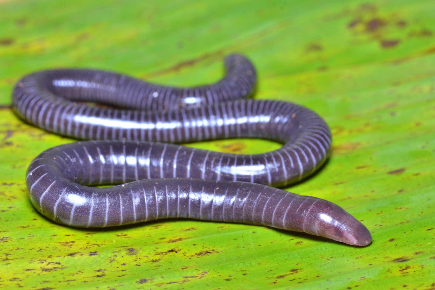 Amboli Caecilian Gegeneophis Danieli Copyright Vishal Kumar Prasad (1)