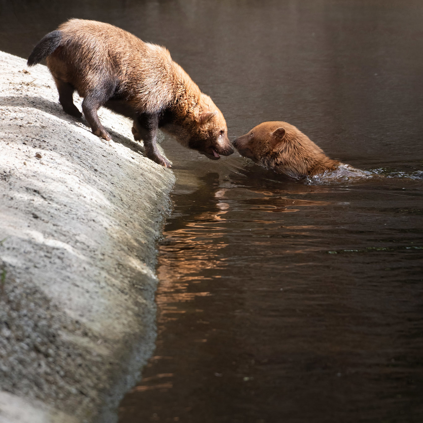 Bush Dog 2021 08