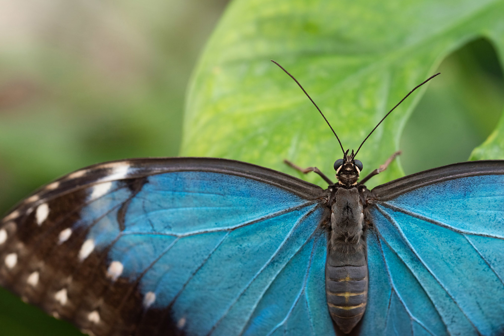 Butterfly House 2021 03