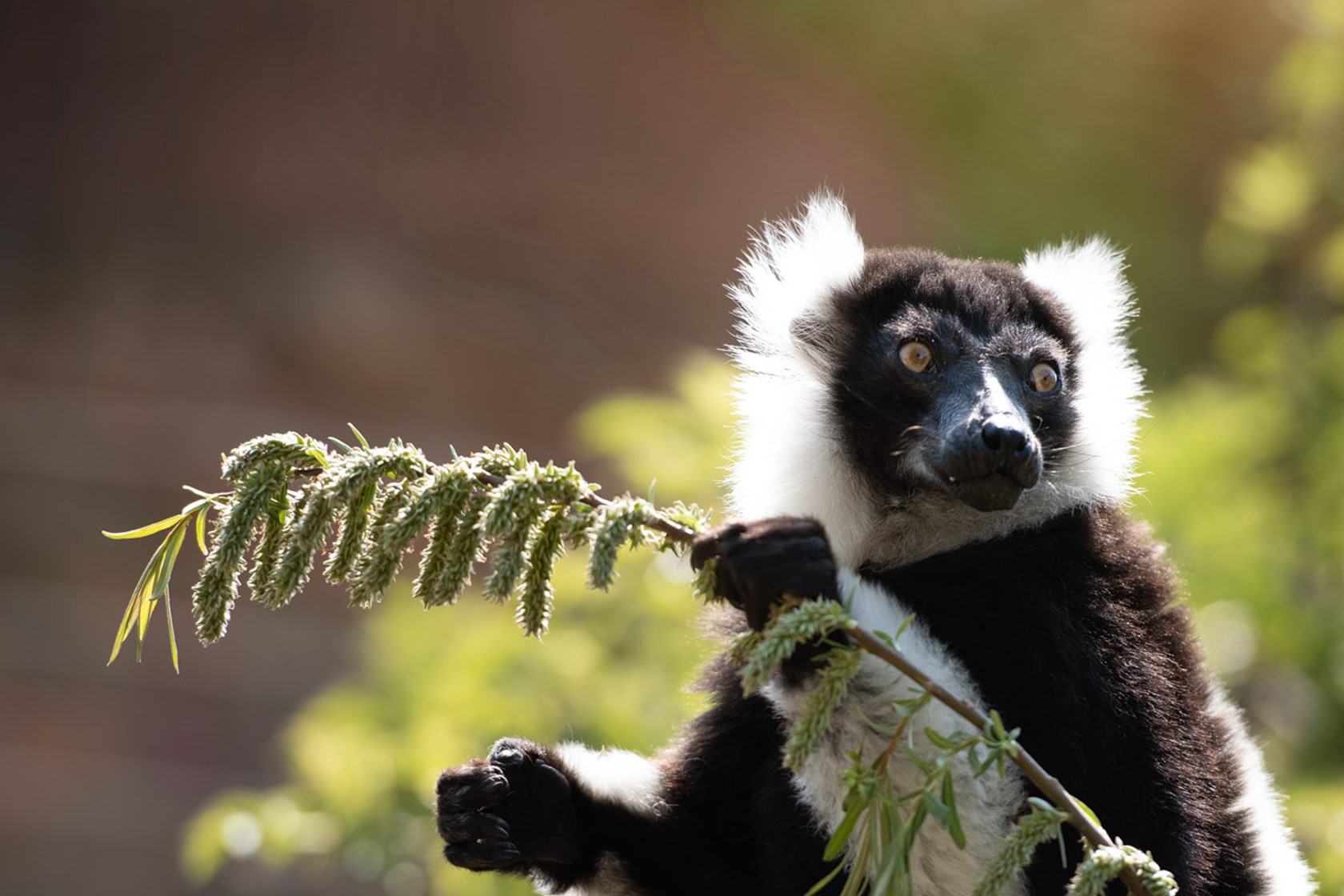 Black And White Ruffed Lemur 2021 09