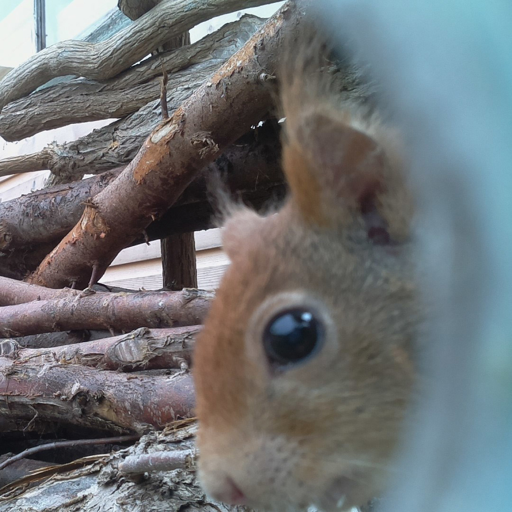 10 Sophie (Homeschoolgroup) Photobombing Squirrel
