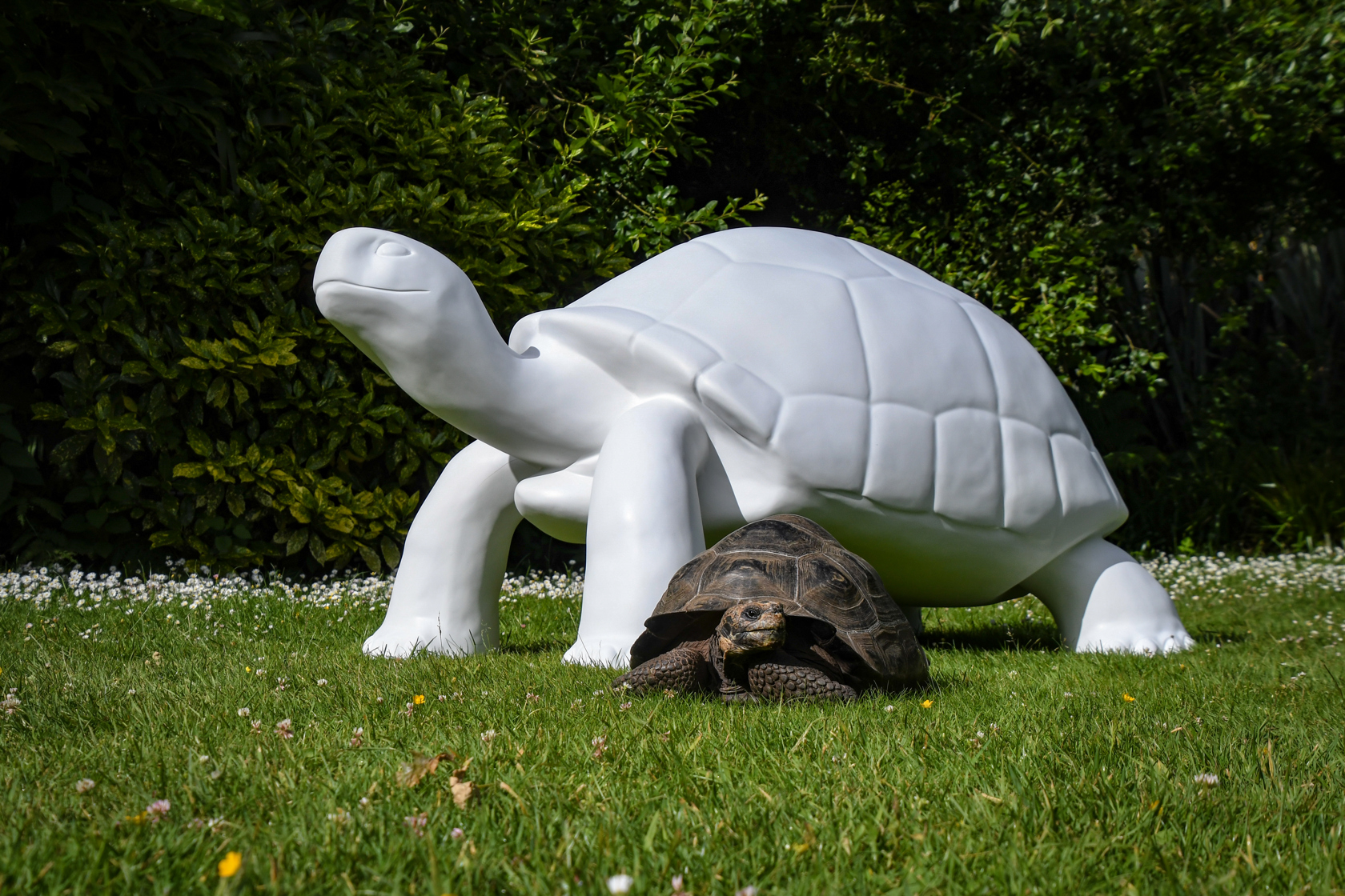 TT Sculpture And Tortoise