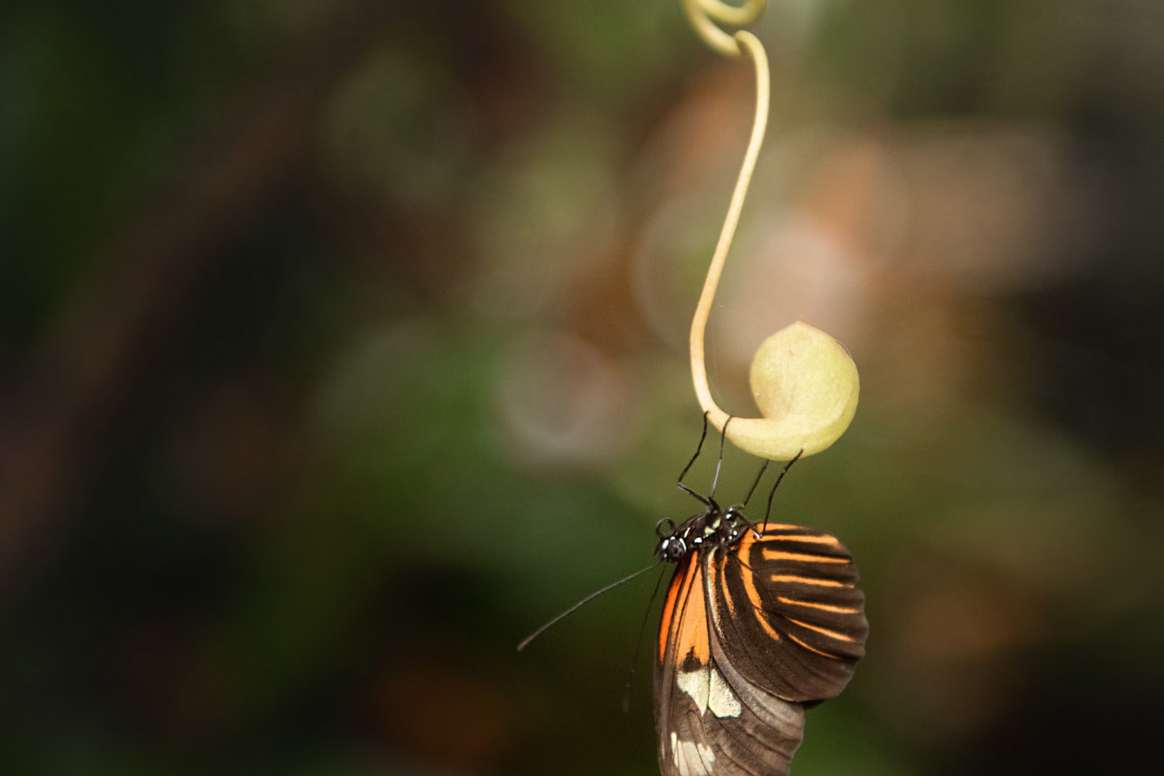 Butterfly House 2021 15