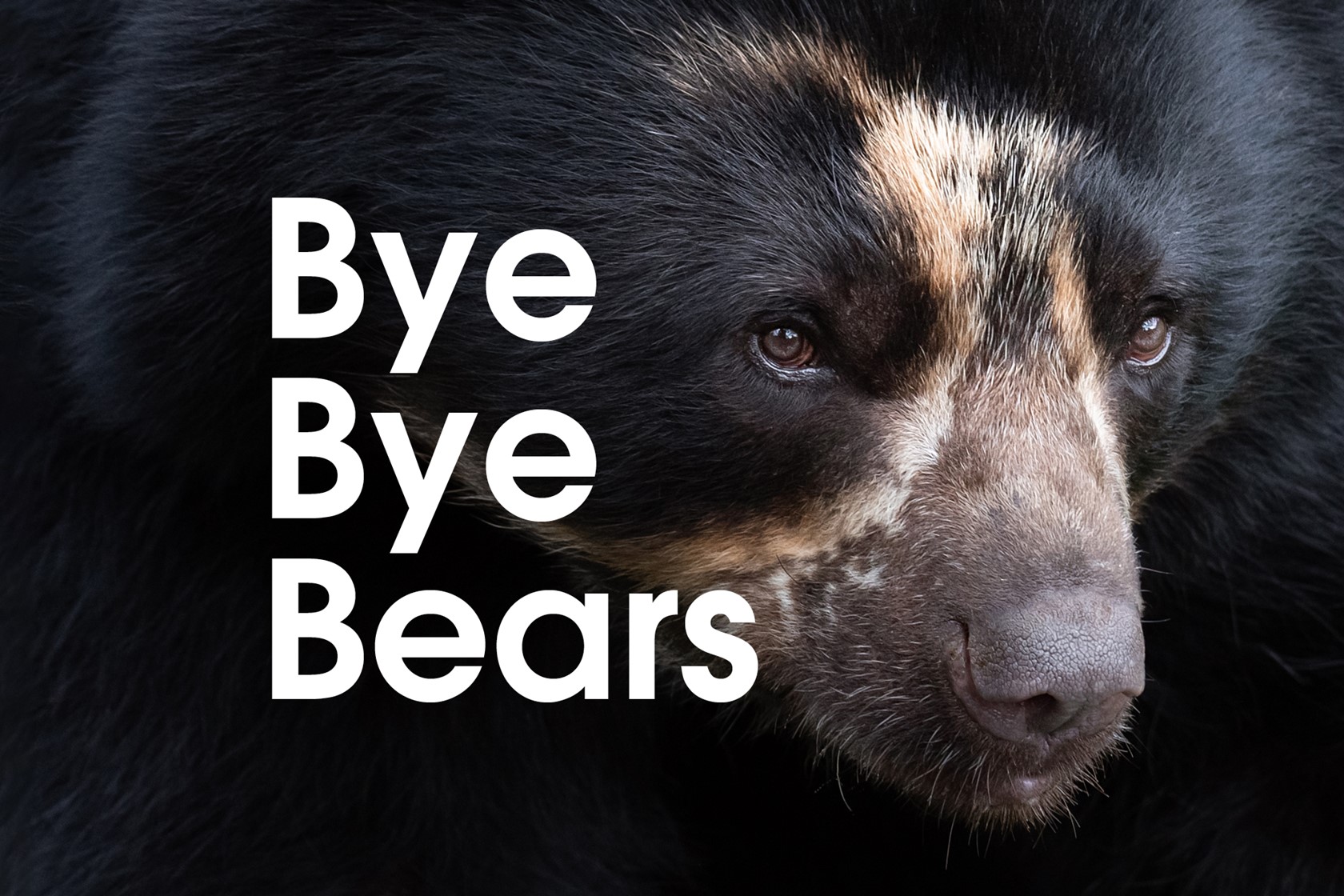 Bye Bye Bears Website Event Image 2000 X 1333 AW