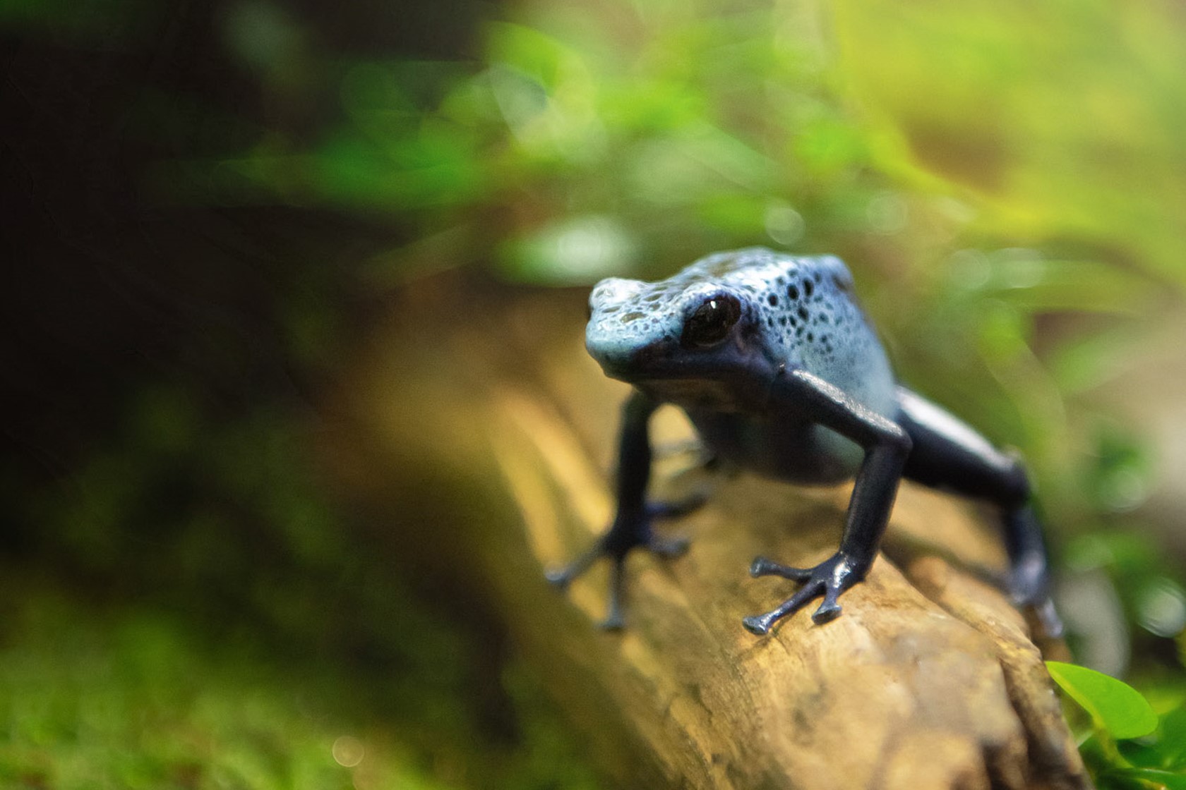 Blue Poison Dart Frog perched on a twig at Jersey Zoo