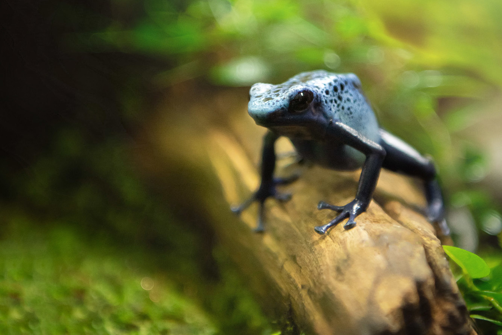 Blue Poison Dart Frog perched on a twig at Jersey Zoo